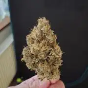 Fastbuds-Tropicana cookies Fastflower