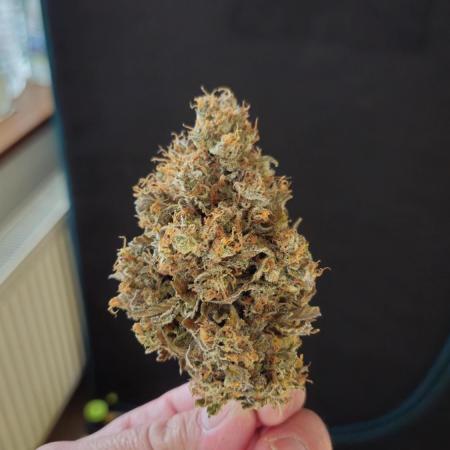 Fastbuds-Tropicana cookies Fastflower