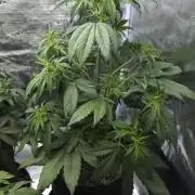 First grow Fastbuds Auto