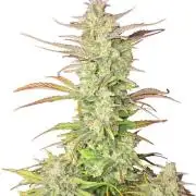 First grow Fastbuds Auto