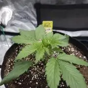 First grow Fastbuds Auto