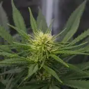 Dutch passion-Think fast