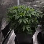 Dutch passion-Hifi 4g