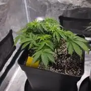 Dutch passion-Hifi 4g