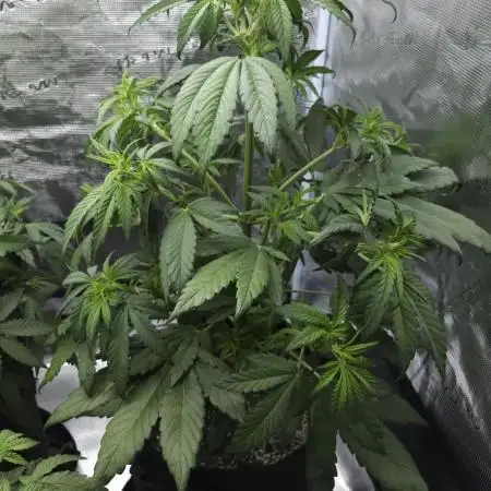 First grow Fastbuds Auto