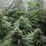 Fastbuds-Tropicana cookies Fastflower