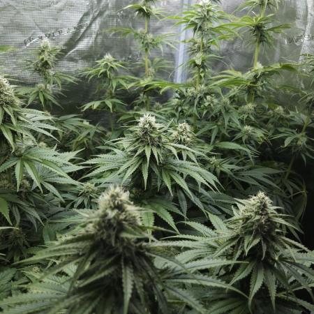 Fastbuds-Tropicana cookies Fastflower