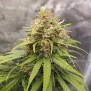 Dutch passion-Think fast