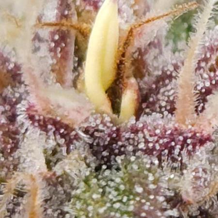 First grow Fastbuds Auto