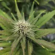 First grow Fastbuds Auto