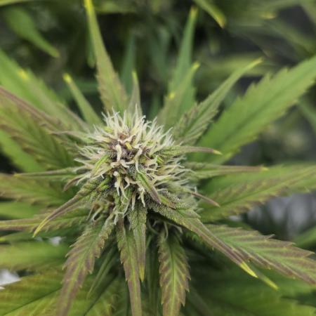 First grow Fastbuds Auto