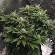 Dutch passion-Hifi 4g