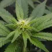 Dutch passion-Hifi 4g