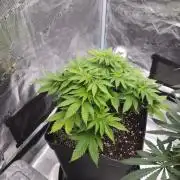 Dutch passion-Hifi 4g