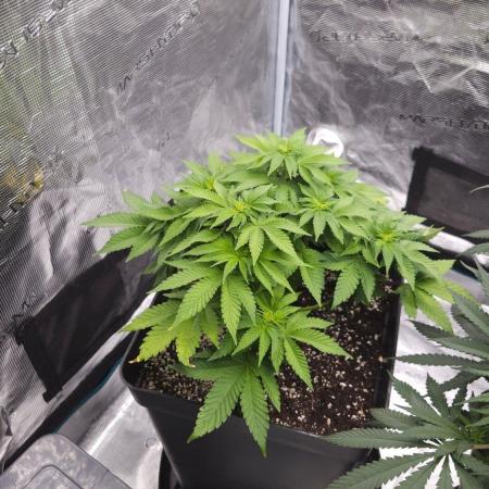 Dutch passion-Hifi 4g