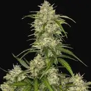 First grow Fastbuds Auto