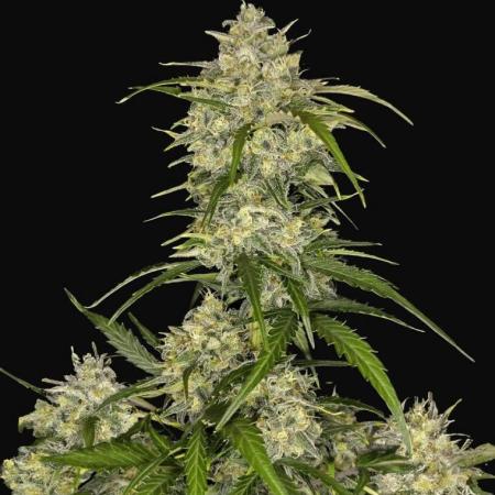 First grow Fastbuds Auto