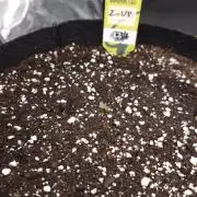 First grow Fastbuds Auto