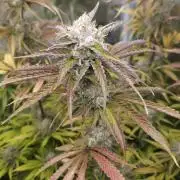 Fastbuds-Tropicana cookies Fastflower