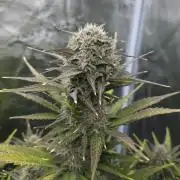 First grow Fastbuds Auto