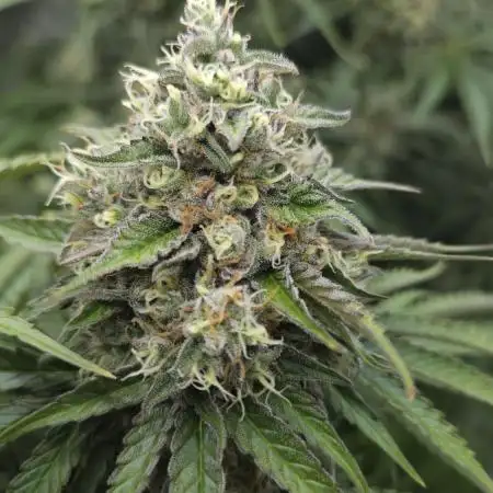 Fastbuds-Tropicana cookies Fastflower