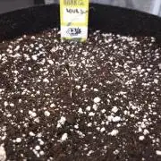 First grow Fastbuds Auto