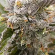 Fastbuds-Tropicana cookies Fastflower