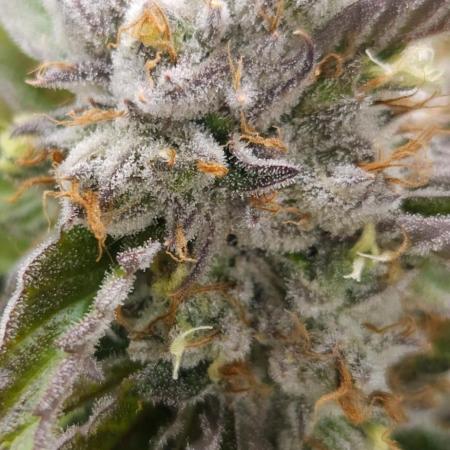 Fastbuds-Tropicana cookies Fastflower