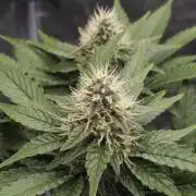 Dutch passion-Hifi 4g