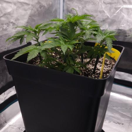 Dutch passion-Hifi 4g