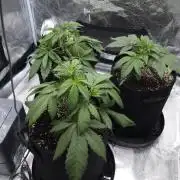 First grow Fastbuds Auto