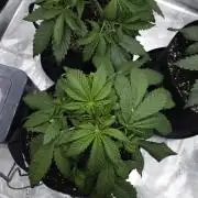 First grow Fastbuds Auto