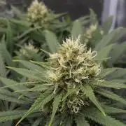 Dutch passion-Think fast