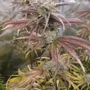 Fastbuds-Tropicana cookies Fastflower