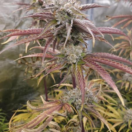 Fastbuds-Tropicana cookies Fastflower