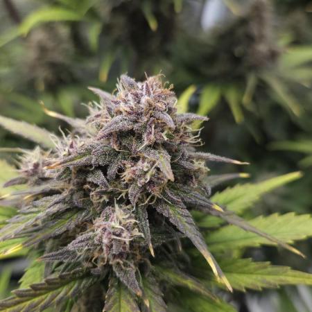 First grow Fastbuds Auto