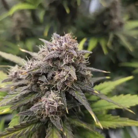 First grow Fastbuds Auto
