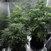 First grow Fastbuds Auto