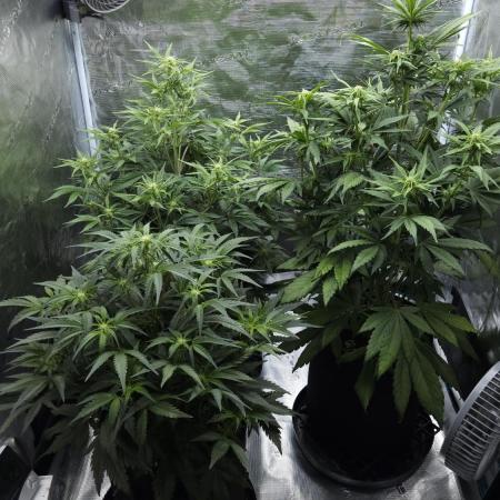 First grow Fastbuds Auto