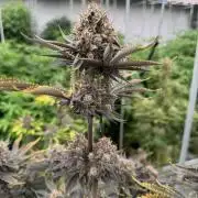 First grow Fastbuds Auto