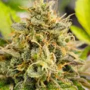 Dutch passion-Hifi 4g