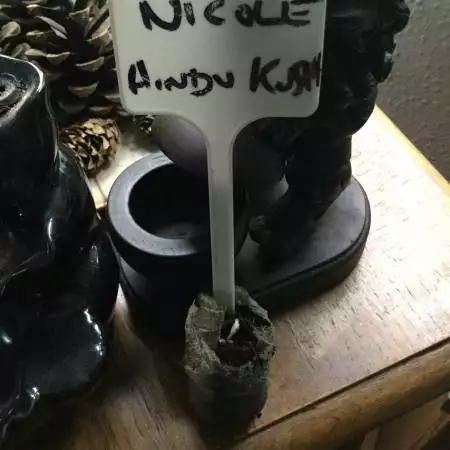 Nicole Hindu kush feminised 
