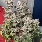 Blueberry Honey