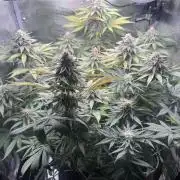 Blueberry Honey