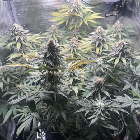Blueberry Honey