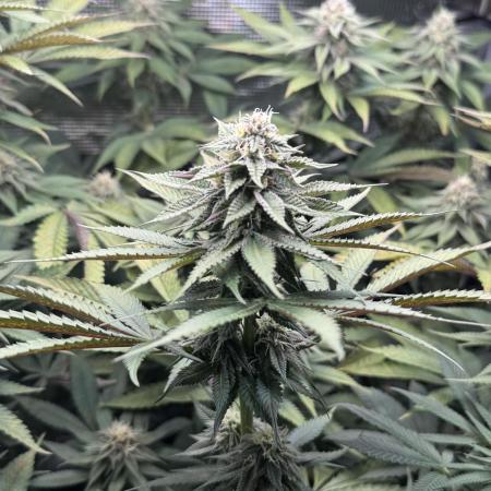 Blueberry Honey