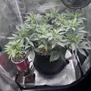 Blueberry Honey