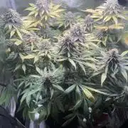 Blueberry Honey
