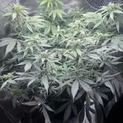 Blueberry Honey