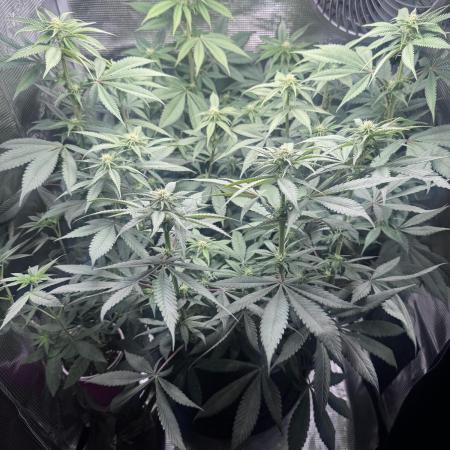 Blueberry Honey